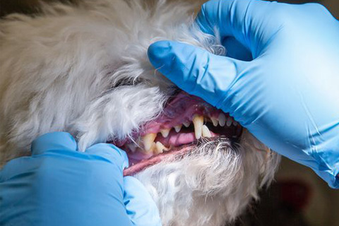 Centennial Hills Animal Hospital - Dental Care and Teeth Cleaning